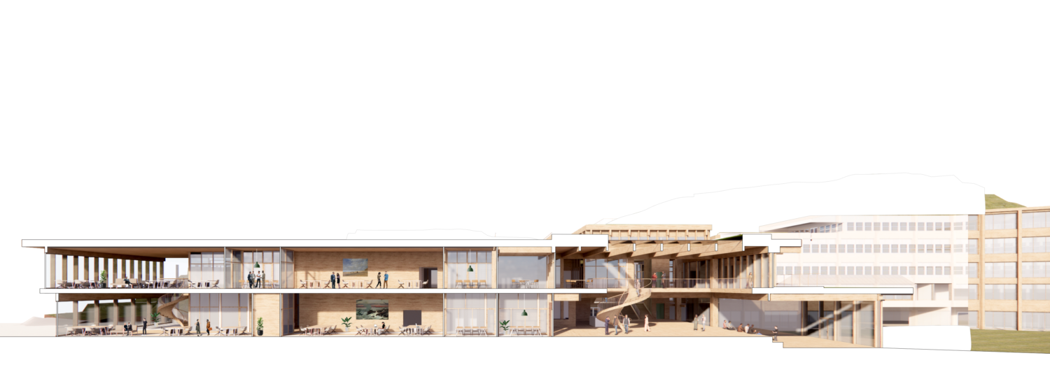 longitudinal section